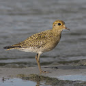 Grey Plover