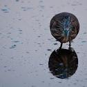 Green-Backed Heron