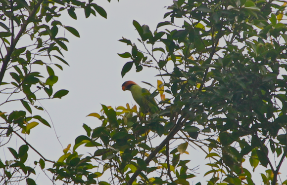 Spotting Image 1
