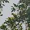 Long-tailed Parakeet