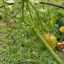 Tomato - Cherry 'Sweet One Hundreds'