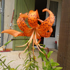 Lily