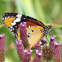 African Monarch
