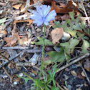 Chicory