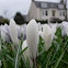 Crocus