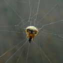 spider