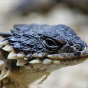 Sungazer, Giant Girdled Lizard, Giant Spiny-tailed Lizard or Giant Zonure