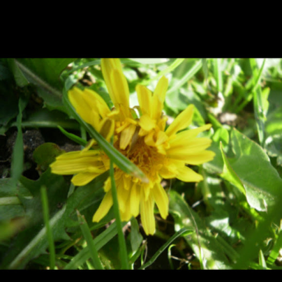 Spotting Image 1