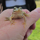 VeronicadeReus