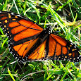 Monarch Migration
