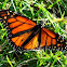 Monarch Butterfly (male)