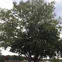 Horse Apple, Bois d'Arc tree (female)
