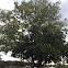 Horse Apple, Bois d'Arc tree (female)