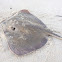 Stingray