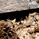 Northern Alligator Lizard