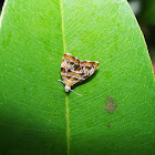 moth
