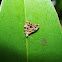 moth