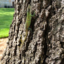 Green Anole
