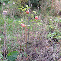 Apple tree