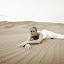 by Robert Evans - Wedding Bride