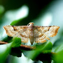 Moth