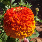 Zinna Hybrid