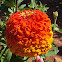 Zinna Hybrid