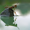 IMG_0729fnw.jpg
