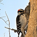 Hairy Woodpecker