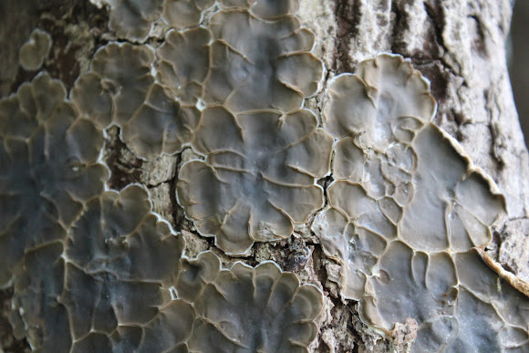 Spotting Image 1