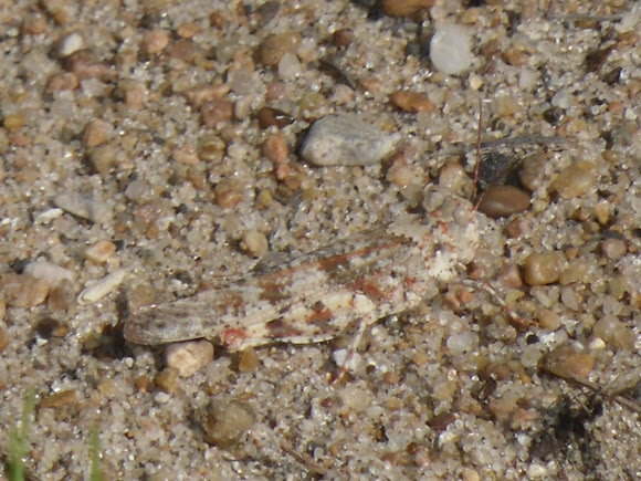 Spotting Image 1
