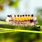 Virginia Ctenucha