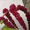 Foxtail Amaranth