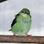 Red-legged Honeycreeper