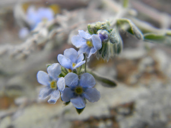 Spotting Image 1
