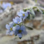 Forget Me Not