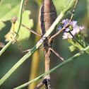 Carolina Mantid