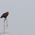 Greater Spotted Eagle