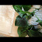 Edible Red Leaf