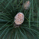 Canary Island Pine