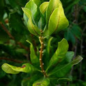 Bayberry