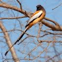 Rufous Treepie