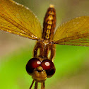 Eastern amberwing