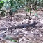 Monitor lizard/Bayawak