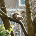 Grey Squirrel