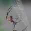 Golden Ord-weaver spider