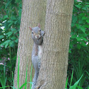 Grey Squirrel