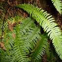Deer Fern