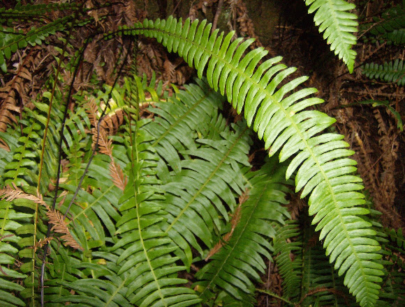 Spotting Image 1