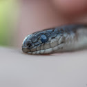 Lined Snake